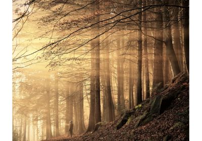 Boy In Woods (Print Only)
