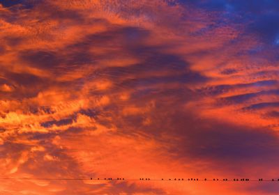 Crows Watching a Fiery Sky (Print Only)