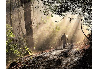 Dog Walker At Dawn (Print Only)