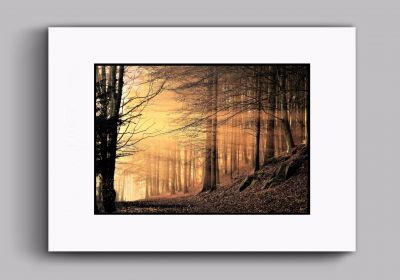 Evening Light (Double Card Mount)