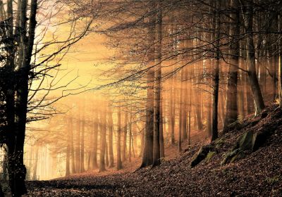 Evening Light (Print Only)