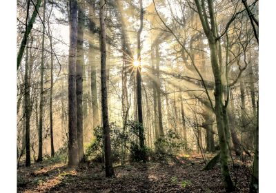 Forest Light (Print Only)