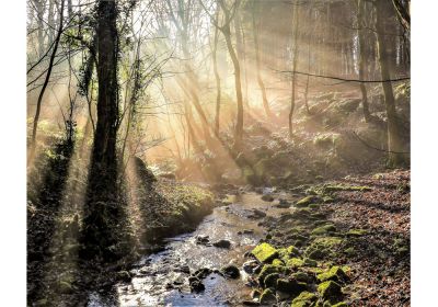 Forest Stream (Print Only)