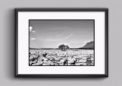 Lone Tree in Limestone Paving, Yorkshire Dales
