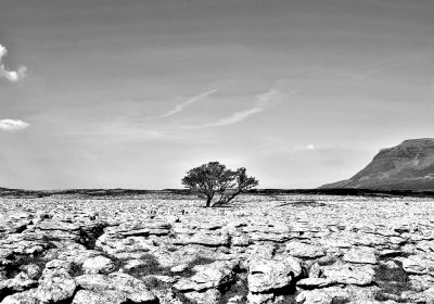 Lone Tree in Limestone Paving, Yorkshire Dales (Print Only)