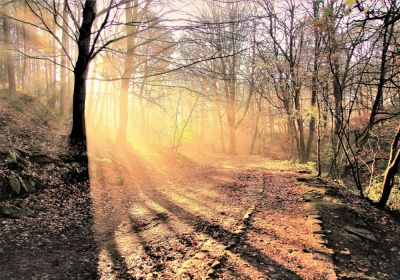 Morning Light (Print Only)