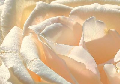 Petals (Print Only)
