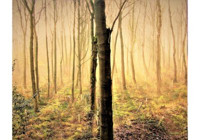 Silver Birch (Print Only)