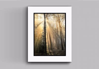 Yosemite Pines (Double Card Mount)