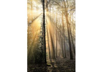 Yosemite Pines (Print Only)